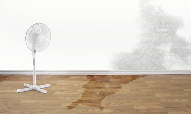 Best Water damage cleanup near me  in Westlake Vlage, IL